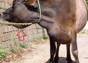 Çene Altında Şişlik