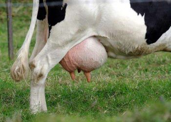 Ciddi Mastitis Vakaları (Dr. A. J. Johnson)