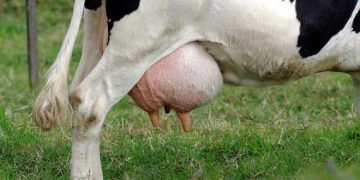 Ciddi Mastitis Vakaları (Dr. A. J. Johnson)