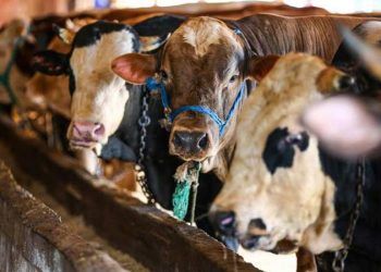 Hayvan pazarlarında kurban hareketliliği