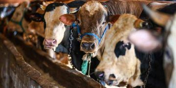 Hayvan pazarlarında kurban hareketliliği