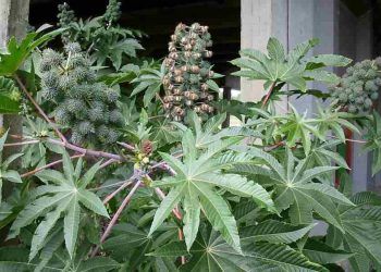 Hint Baklası Zehirlenmesi