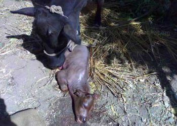 Ineklerde Bovine Virüs Diarrhea (BVD) 'ye Bağlı Abortuslar