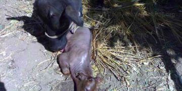 Ineklerde Bovine Virüs Diarrhea (BVD) 'ye Bağlı Abortuslar