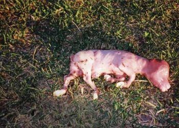 İneklerde Hemofilus Kaynaklı Abortuslar