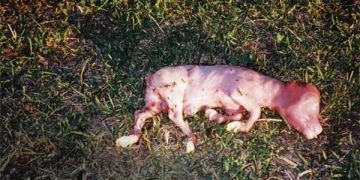 İneklerde Hemofilus Kaynaklı Abortuslar