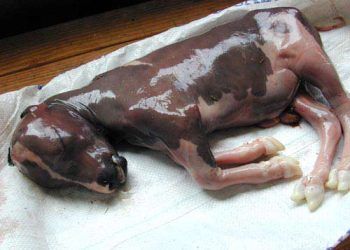 ineklerde Klamidia Abortusları