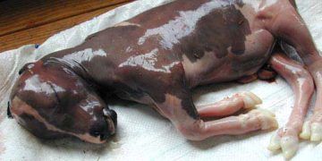 ineklerde Klamidia Abortusları