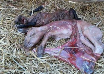 Keçilerde Noninfeksiyöz Abortuslar