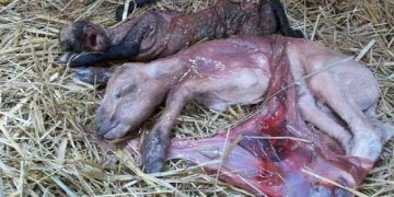 Keçilerde Noninfeksiyöz Abortuslar