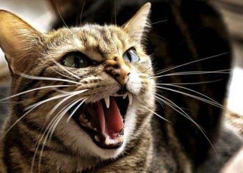 DOSTUNUZ GERGİN Mİ? Kedi ve Köpeklerde Davranış Bozuklukları