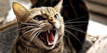 DOSTUNUZ GERGİN Mİ? Kedi ve Köpeklerde Davranış Bozuklukları