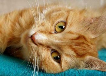 BİRİ KEDİNİZİ TİTREŞİME Mİ ALDI? Kediler Neden Mırlar?