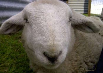 Koyunlarda Baş Şişmesi