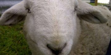 Koyunlarda Baş Şişmesi