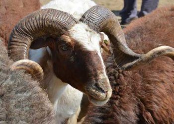 Küçükbaş kurbanlık fiyatlarına ilişkin açıklama