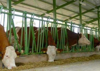 Kuru Dönemdeki İneklerin Kuru Madde Alımının Takibi Neden Önemlidir?