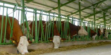 Kuru Dönemdeki İneklerin Kuru Madde Alımının Takibi Neden Önemlidir?