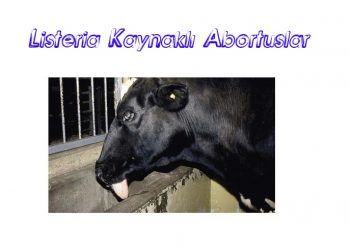 Listeria Kaynaklı Abortuslar
