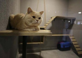 Lüks odalı kedi oteli bayramda dolu