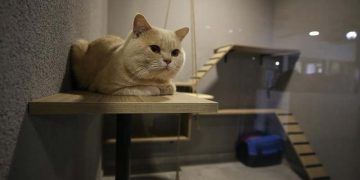 Lüks odalı kedi oteli bayramda dolu