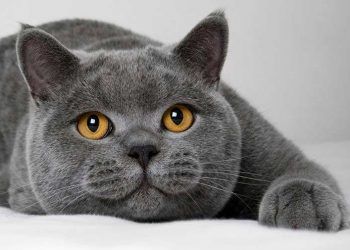 MIRIL MIRIL BİR KEDİ: British Shorthair