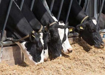 Negatif Enerji Dengesi Dölverimi İlişkisi (NED)