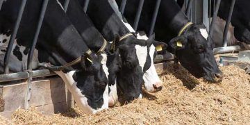 Negatif Enerji Dengesi Dölverimi İlişkisi (NED)