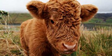 Neonat Buzağılarda Pasif Transfer Yetmezliğinin Sonuçları