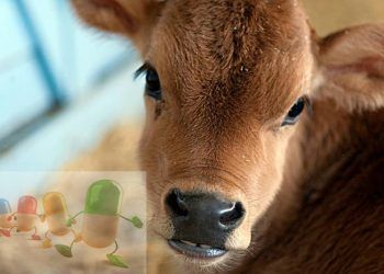 Neonatal Buzağılarda E.coli Enfeksiyonlarda Antimikrobiyel Kullanımları