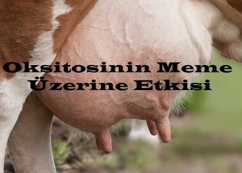 Oksitosinin Meme Üzerine Etkisi