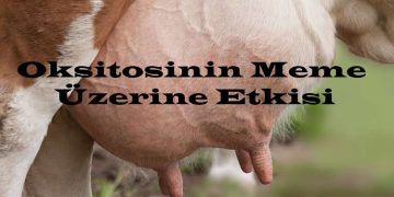 Oksitosinin Meme Üzerine Etkisi