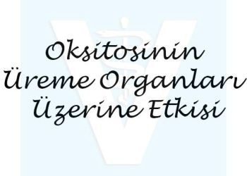 Oksitosinin Üreme Organları Üzerine Etkisi