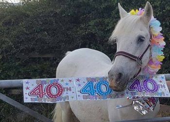 Rehomed midilli 40. yaşını kutluyor