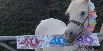 Rehomed midilli 40. yaşını kutluyor