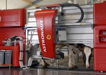 Robotik Sağım Zorunluluk Mu Oluyor?