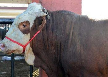 Sağlıksız kurbanlıklara geçit yok