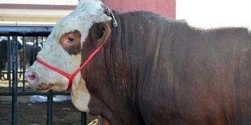 Sağlıksız kurbanlıklara geçit yok