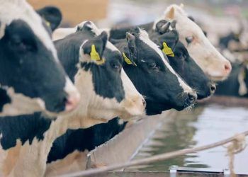 Sığır İşletmelerinde Suyun Önemi ve Kalitesi