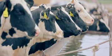 Sığır İşletmelerinde Suyun Önemi ve Kalitesi