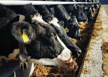 Sığır Yetiştircileri Giderlerinizi AZALTIN!!!