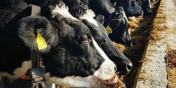 Sığır Yetiştircileri Giderlerinizi AZALTIN!!!