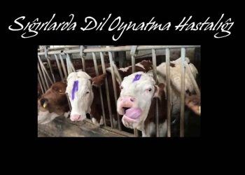 Sığırlarda Dil Oynatma Hastalığı