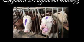 Sığırlarda Dil Oynatma Hastalığı