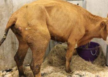 Sığırların John Hastalığı (Paratüberküloz)