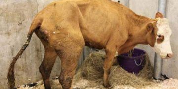 Sığırların John Hastalığı (Paratüberküloz)