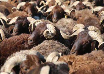 Veteriner Hekimlerden 'kurbanlık' uyarısı