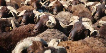 Veteriner Hekimlerden 'kurbanlık' uyarısı