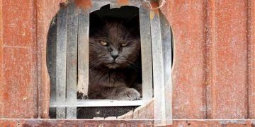 HAYVANLAR İÇİN EMEKLİLİK: Belçika’nın Yaşlı Hayvanlar İçin Emeklilik Evi