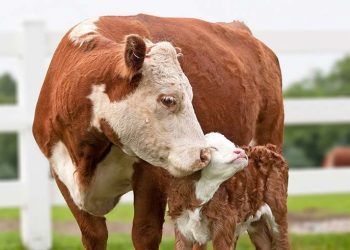 Yeni Doğum Yapan İneklerde Kan veya Süt Üre Düzeyi Ölçümü Neden Önemlidir?